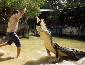 Crocodile Lunge